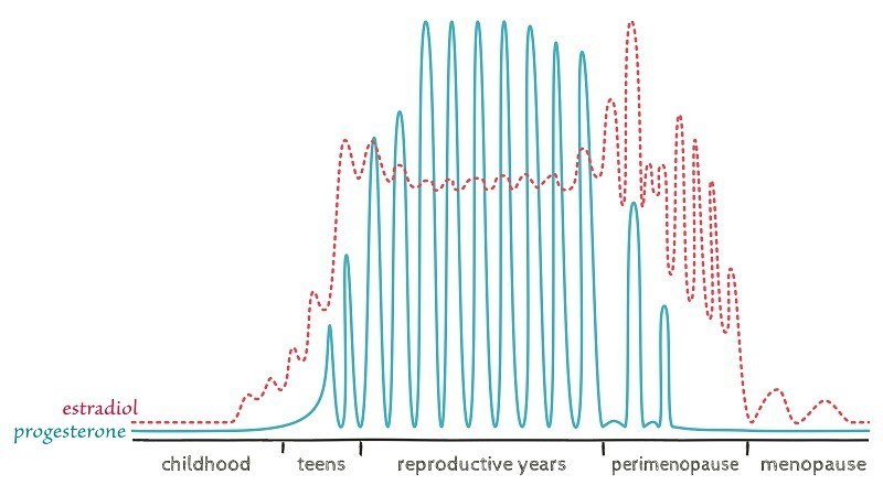 Progesterone and estradiol across the lifespan